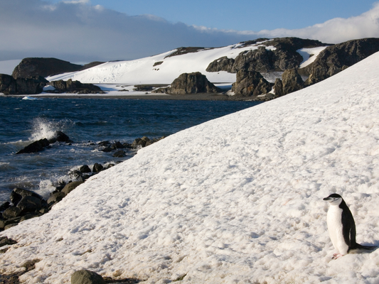 Could Sock Wallets Prevent a Costly Mishap in the South Shetlands?