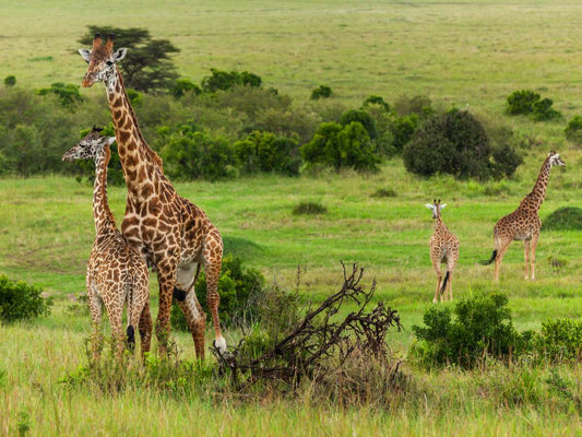 Do Security Socks Beat Travel Pouches on African Adventures?