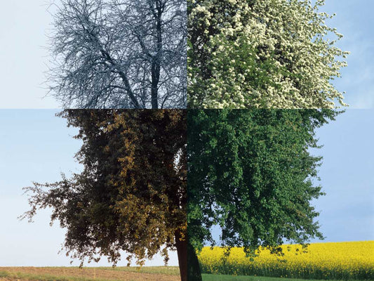 Breathable Socks All Year Round: The Merits of Thermoregulation