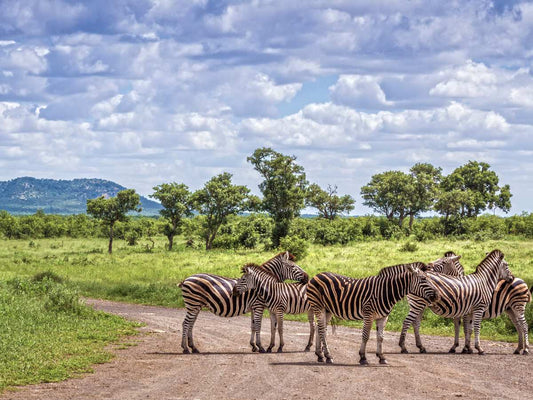 Why Should Every Dad Visiting Kruger Wear These Socks?